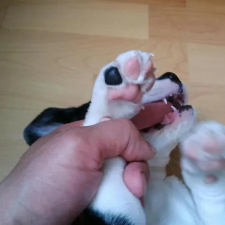 Apartment Excellent Rest