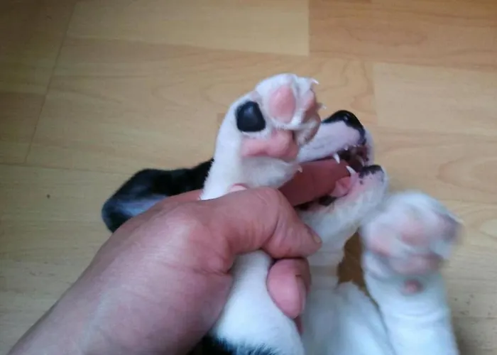 Apartment Excellent Rest